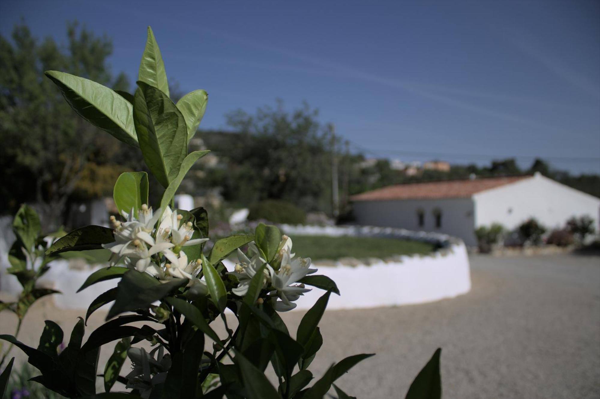 Cosy Farmhouse Quinta Da Eira 140 Years Old Loulé Extérieur photo